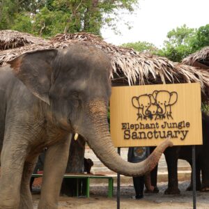 Elephant Jungle Sanctuary Phuket