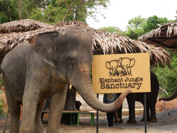 Elephant Jungle Sanctuary Phuket